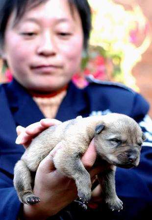 犬类手机办理新闻手机锁屏变成了新闻界面